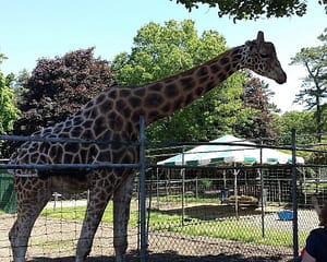 long-island-game-farm