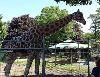 long-island-game-farm